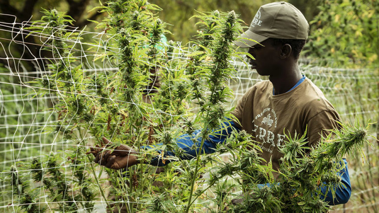 Lesotho MG Health betont soziale Verantwortung und ANspruch auf Deutschen Absatzmarkt für medizinisches Cannabis