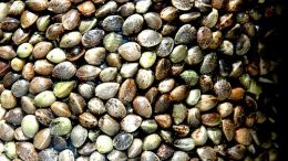 hemp seeds close-up