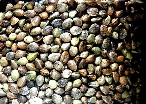 hemp seeds close-up