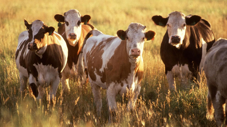 Cattle in field at dusk