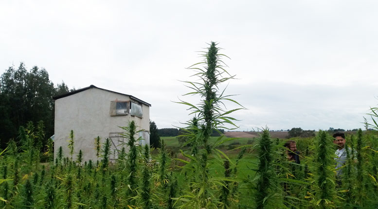In northeast Poland, Podlaskie Konopie is growing, processing and building with hemp