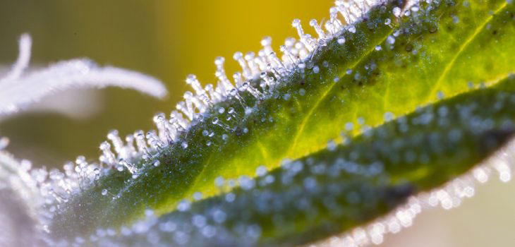Cannabis plant generic with crystals showing.