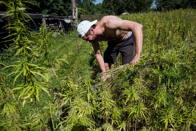 UN declaration backs rural cannabis farming