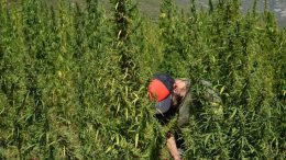 Flourishing hemp field in Greece