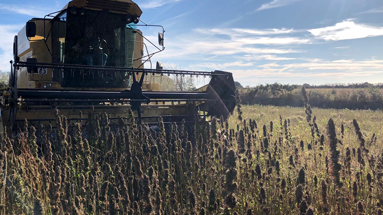 Harvesting hemp on Jersey