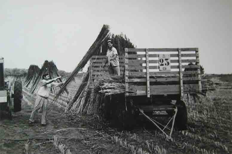 Argentinian farmers bringing in hemp in the 1930s.