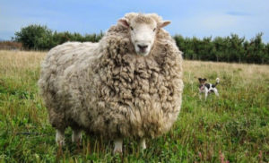 Australian study shows hemp’s promise as feed for sheep