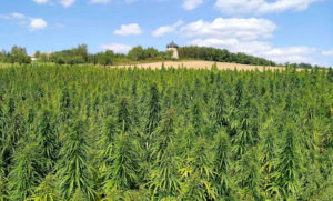 Polish hemp fields expected to grow on food, fiber production