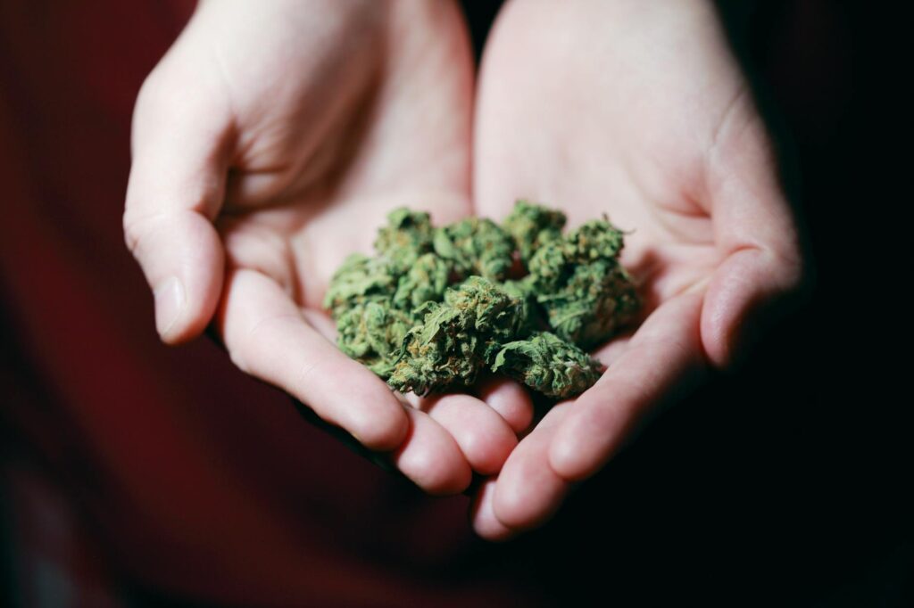 Close-up photo of hands gently holding marijuana buds, highlighting natural medicine.