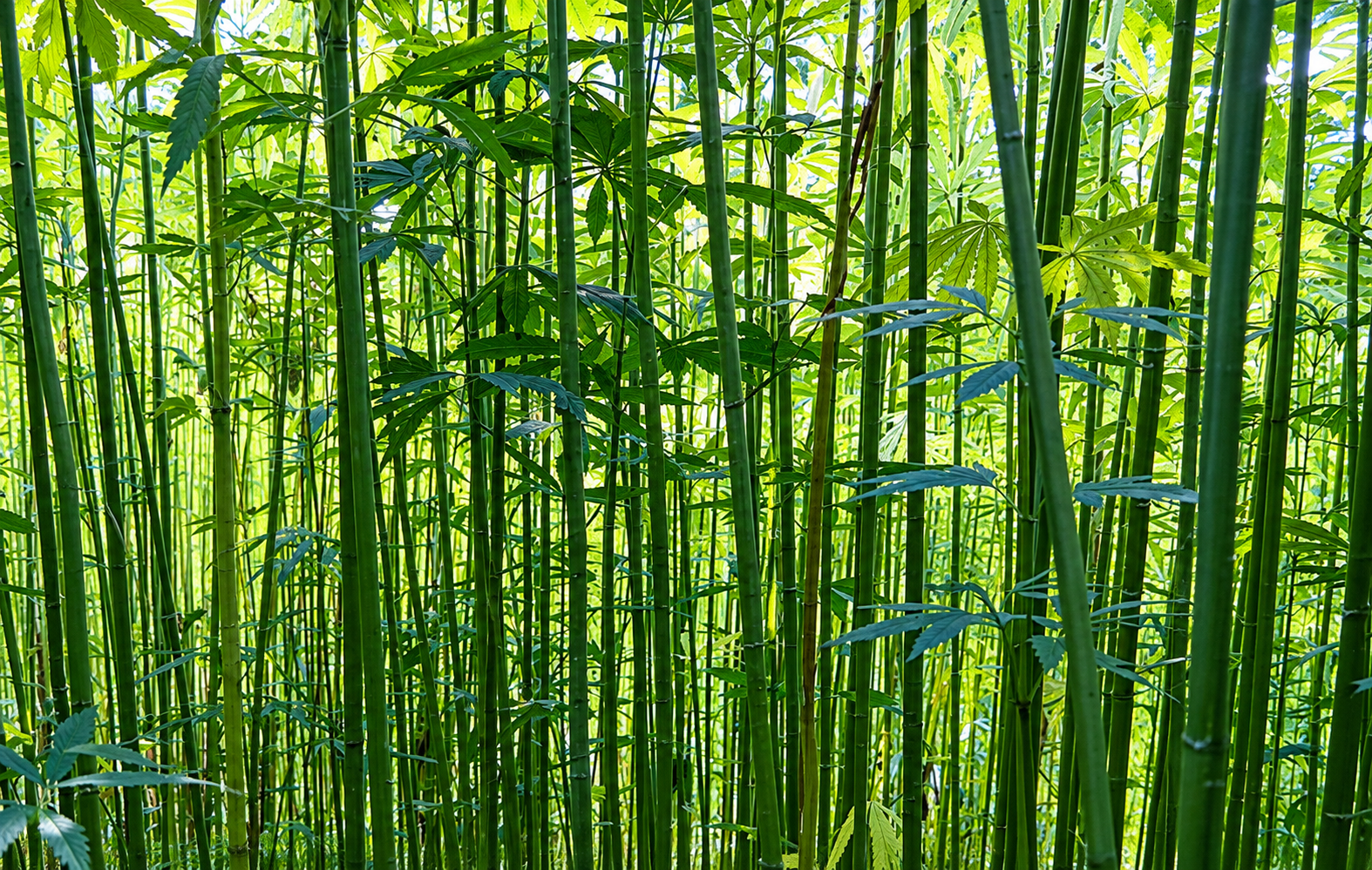 USDA report confirms U.S. hemp fiber dominates production volume, but lags in value